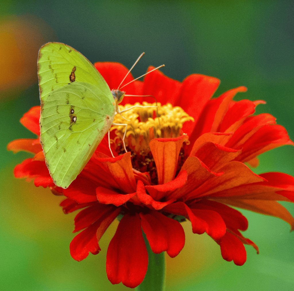Southern Seeds Meteor Zinnia – 100 Seeds | Heirloom Boulevard